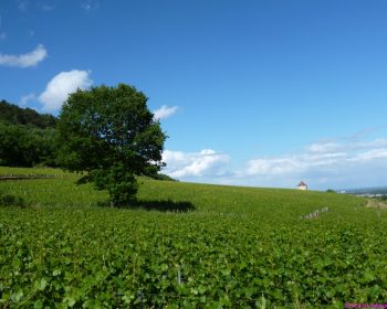 Reben bei Gevrey-Chambertin