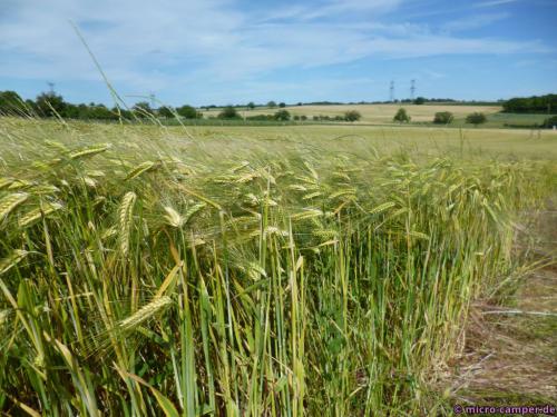 Getreide und Wein werden hier hauptsächlich angebaut.