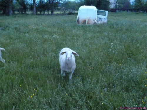 Meine Nachbarn und ihre ungewöhnliche Futterkrippe