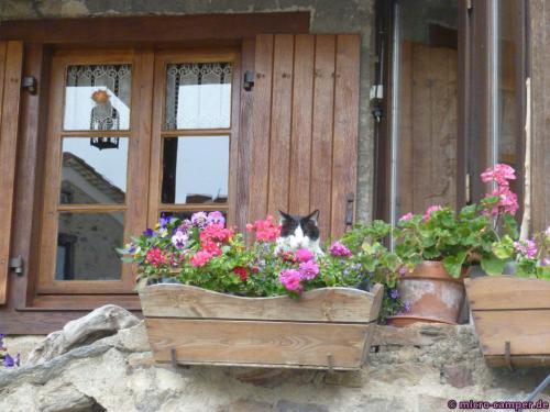 Die Samtpfote hat alles im Blick