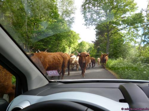 Bitte nicht auf die Hörner nehmen ... :-)