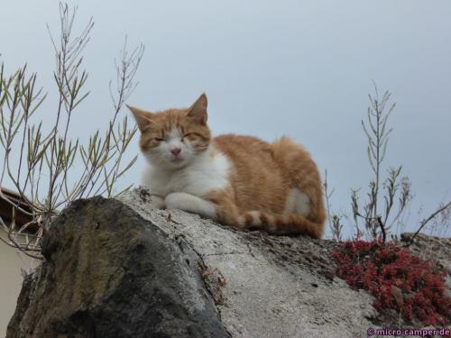 ... dessen tierische Bewohner vollkommen gelassen sind.
