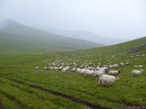 Während des Laufens höre ich immer wieder leise die kleinen Glocken läuten, die einige Tiere um den Hals tragen