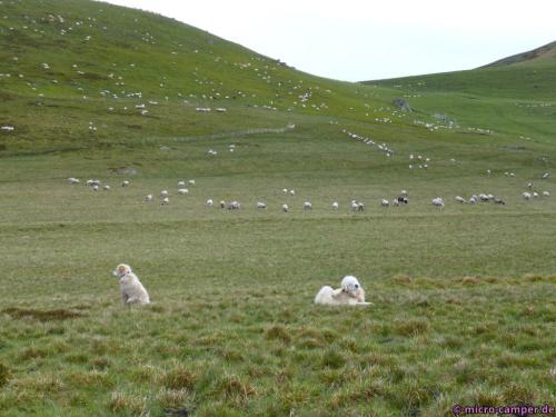 Die Aufpasser - die lassen keinen Wolf rein!
