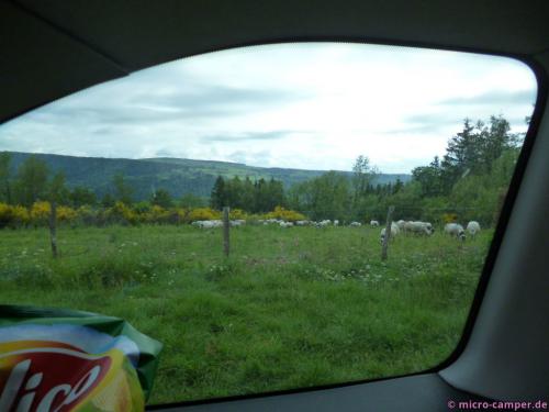 Schafe (mit Glöckchen) sind in diesem Urlaub irgendwie immer in der Nähe