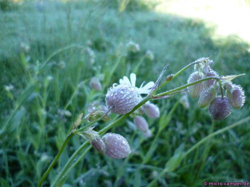 Im Frühtau zu Berge, wir zieh'n, fallera!
