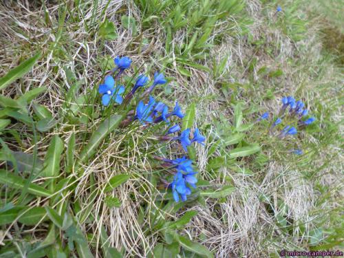 Diesmal fallen mir auch Kleinigkeiten wie hübsche Blumen auf