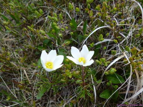 Leider kenne ich die Namen der einiger Blumen nicht