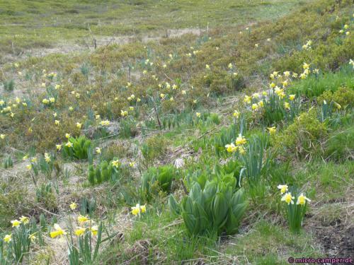 Diese erkenne ich aber: wilde Narzissen