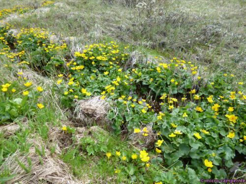 Und das sind Sumpfdotterblumen