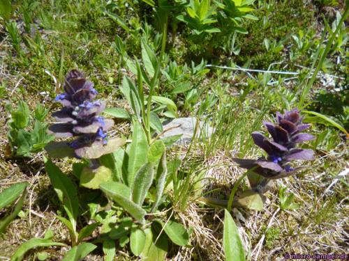 Weiß jemand, was das für Gewächse sind?