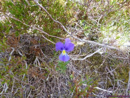 Dies ist kein Stiefmütterchen, aber wie heißt die Blume denn?