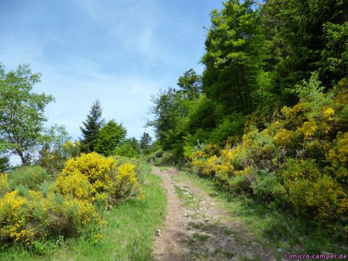 Von Ginster gesäumter Wanderweg