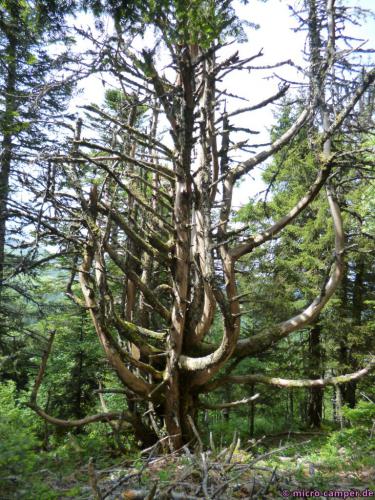 Was bringt einen Baum dazu, so zu wachsen?