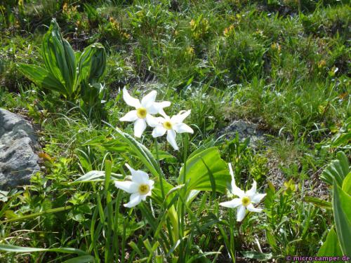 Eine Mini-Narzisse? Ich bin botanisch nicht wirklich bewandert.