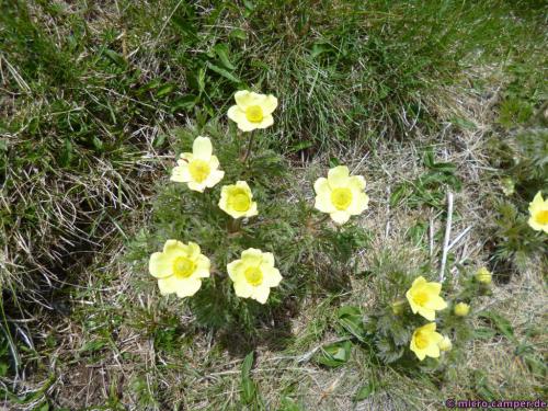 Diese gelben Blumen gefallen mir besonders