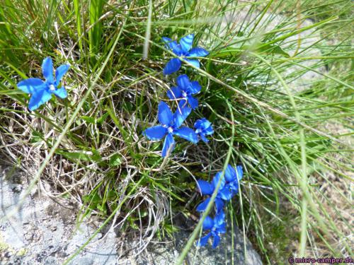 Aber auch diese - könnte das Enzian sein?