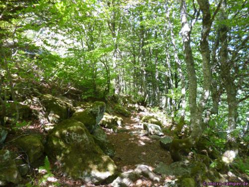 ... dann durch kleine Wäldchen ...