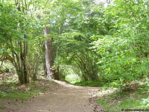 Zunächst gemächlich durch schönen Laubwald