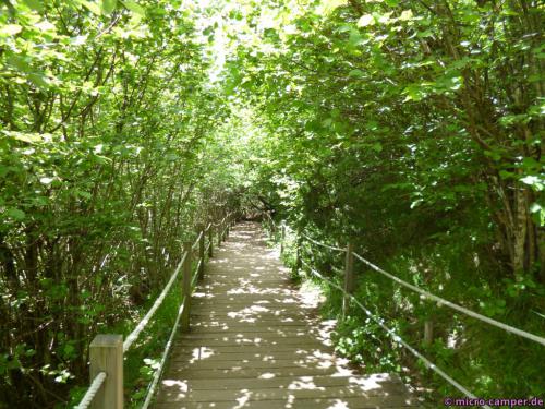 Herrlich frisches Grün auf dem Weg hinunter