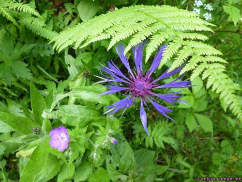 Auch hier wachsen hübsche Blumen ...