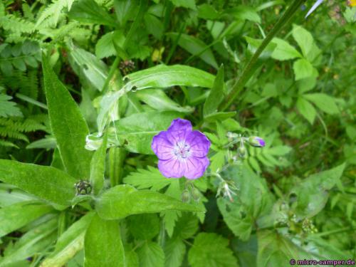 ... mit wundervollen Mustern