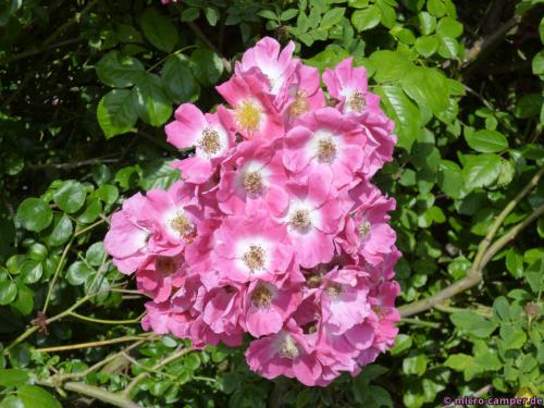 Im Ürziger Gewürzgarten blühen die Rosen ...