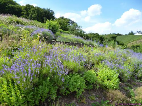 ... und der Lavendel