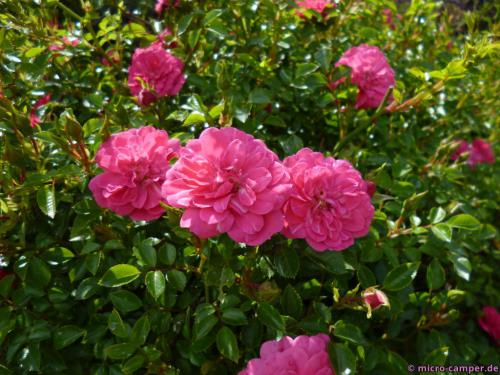 ... ja, genau, die Rosen ...