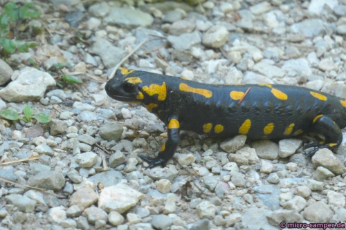 Einen Feuersalamander habe ich noch nie