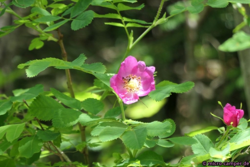 Auch eine ganz einfache Rose begeistert mich