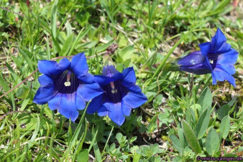 Enzian - irgendwie kann ich nicht NICHT an Heinos Lied denken :-D