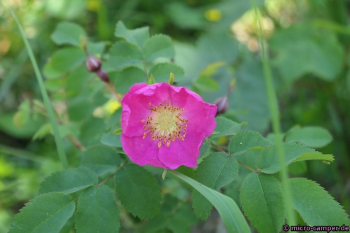 Nach so vielen grauen Steinen knallt die Farbe noch mehr!