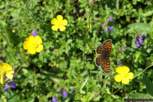 Der Schmetterling hat sich richtig in Pose geworfen :-)