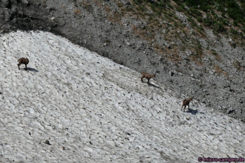 Die Gemsen sind flott und leichtfüßig unterwegs ...