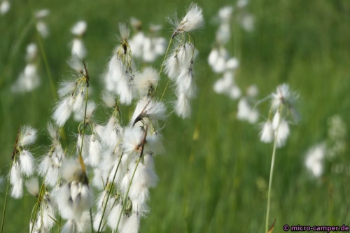 Wollgras wiegt sich leicht im Wind