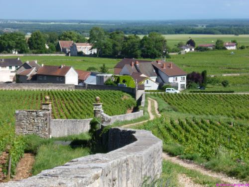 In Gevrey-Chambertin wachsen einige der besten Weine Burgunds