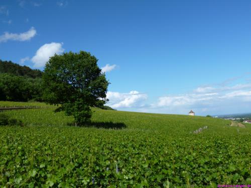 Ein Rebenmeer