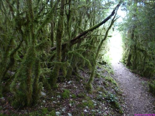 Rundum von Moos bewachsene Bäume