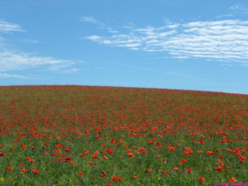 Die Natur ist der größte Künstler!