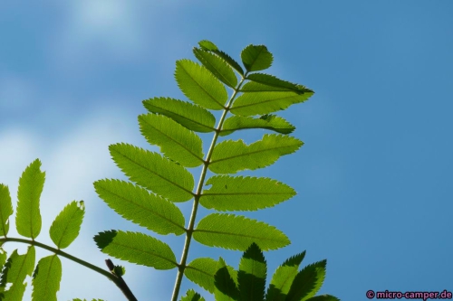 Herrliches Grün vor leuchtendem Blau