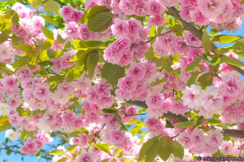 Blütenmeer in rosa, wunderschön!
