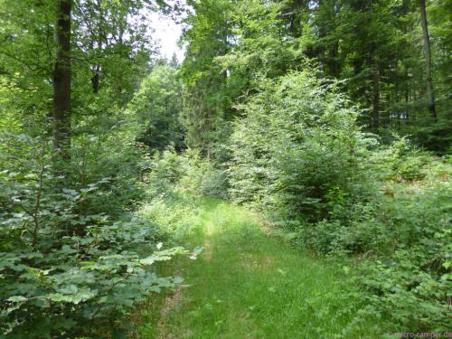 schmaler Waldpfad bei Crottorf