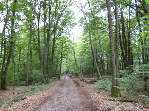 mal durch schönen Wald ...