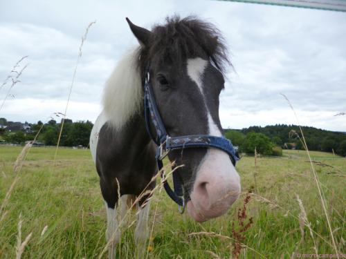 dankbarer Abnehmer meines überflüssigen Proviants