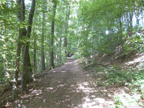 nach viel Asphalt endlich wieder Wald