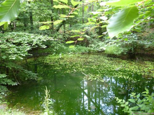 ein Tümpel im Königsforst ...