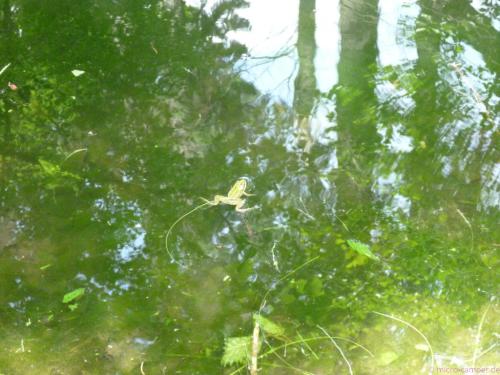 ... mit Fröschen, die bei meiner Ankunft alle erschrocken ins Wasser hüpfen