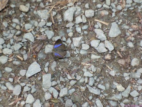 dieser leuchtende Schmetterling ist lieber zu Fuß unterwegs