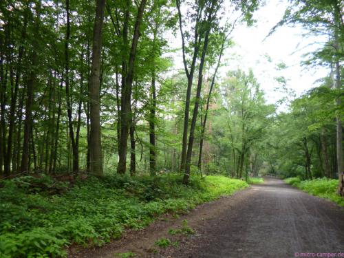 letztes Stück im Königsforst